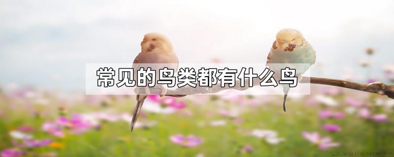 常见的鸟类都有什么鸟