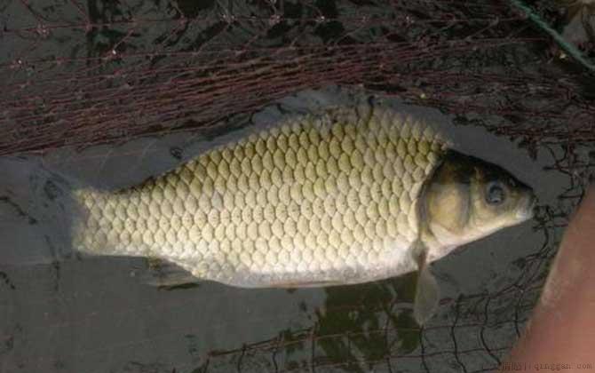 工程鲫是什么鱼