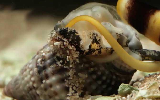 鸡心螺是什么螺