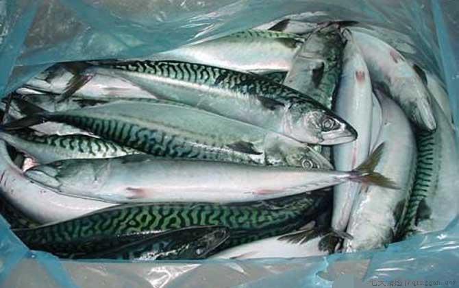 青花鱼是什么鱼
