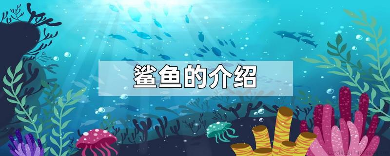 鲨鱼的介绍