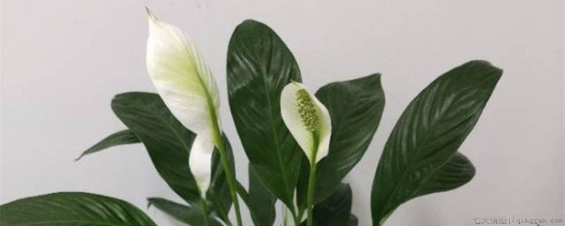 白掌浇水要浇透吗