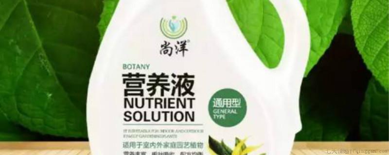 营养液可以喷叶子吗