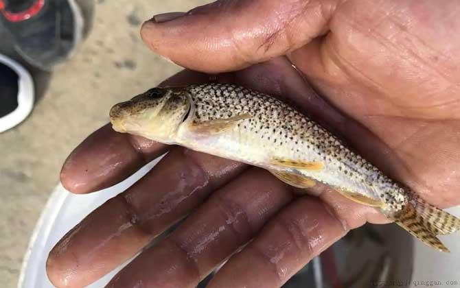 船钉子是什么鱼