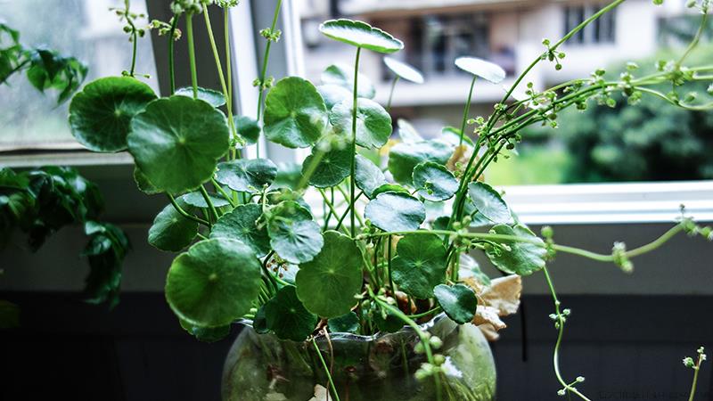 铜钱草怎么养