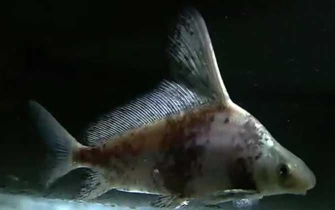 胭脂鱼是什么鱼