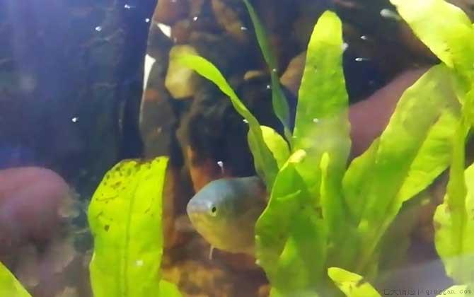 曼龙鱼是什么鱼