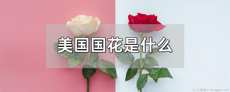 美国国花是什么