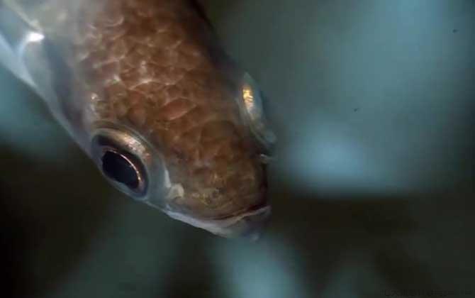 射水鱼是什么鱼