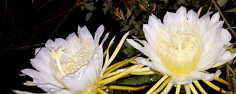 昙花有没有种子