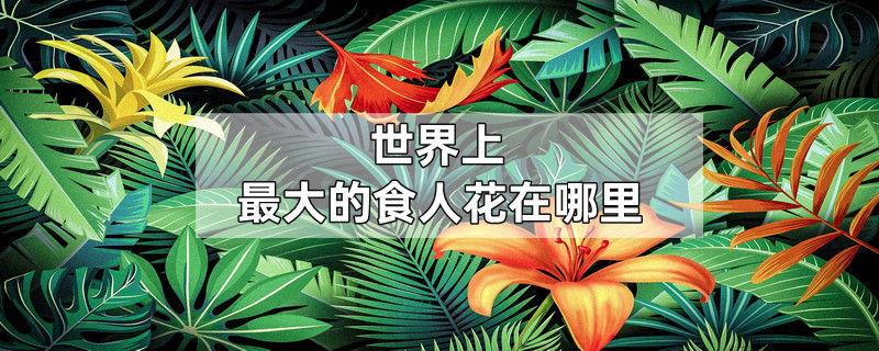 世界上最大的食人花在哪里