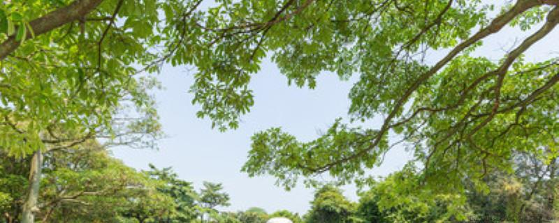 鱼尾葵果实能吃吗