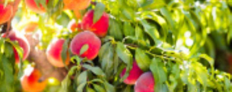 5月移栽桃树能活吗