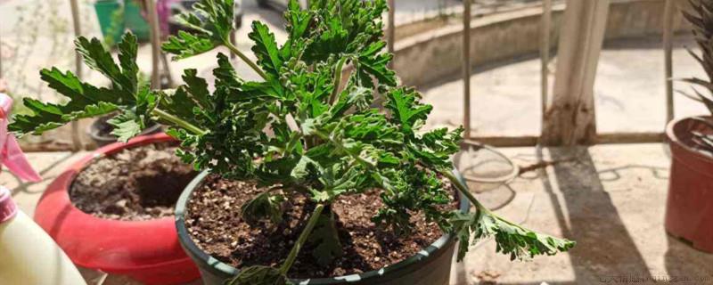 驱蚊草喜阴还是喜阳光