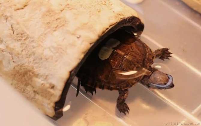 乌龟吃什么食物