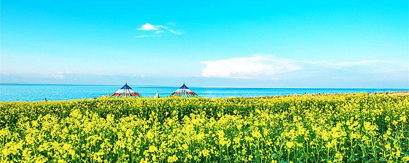 油菜花什么时候开