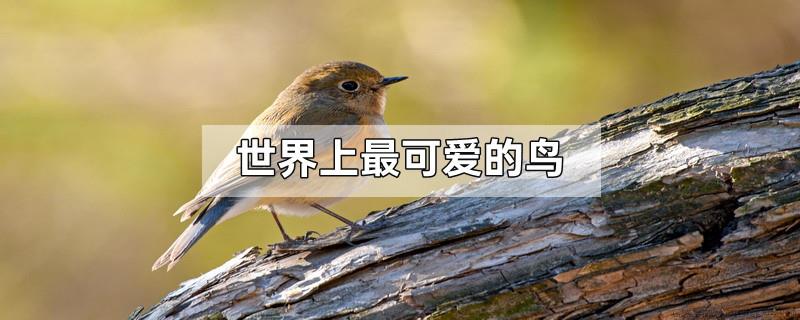 世界上最可爱的鸟