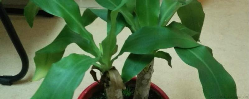 植物根系能吸收葡萄糖吗