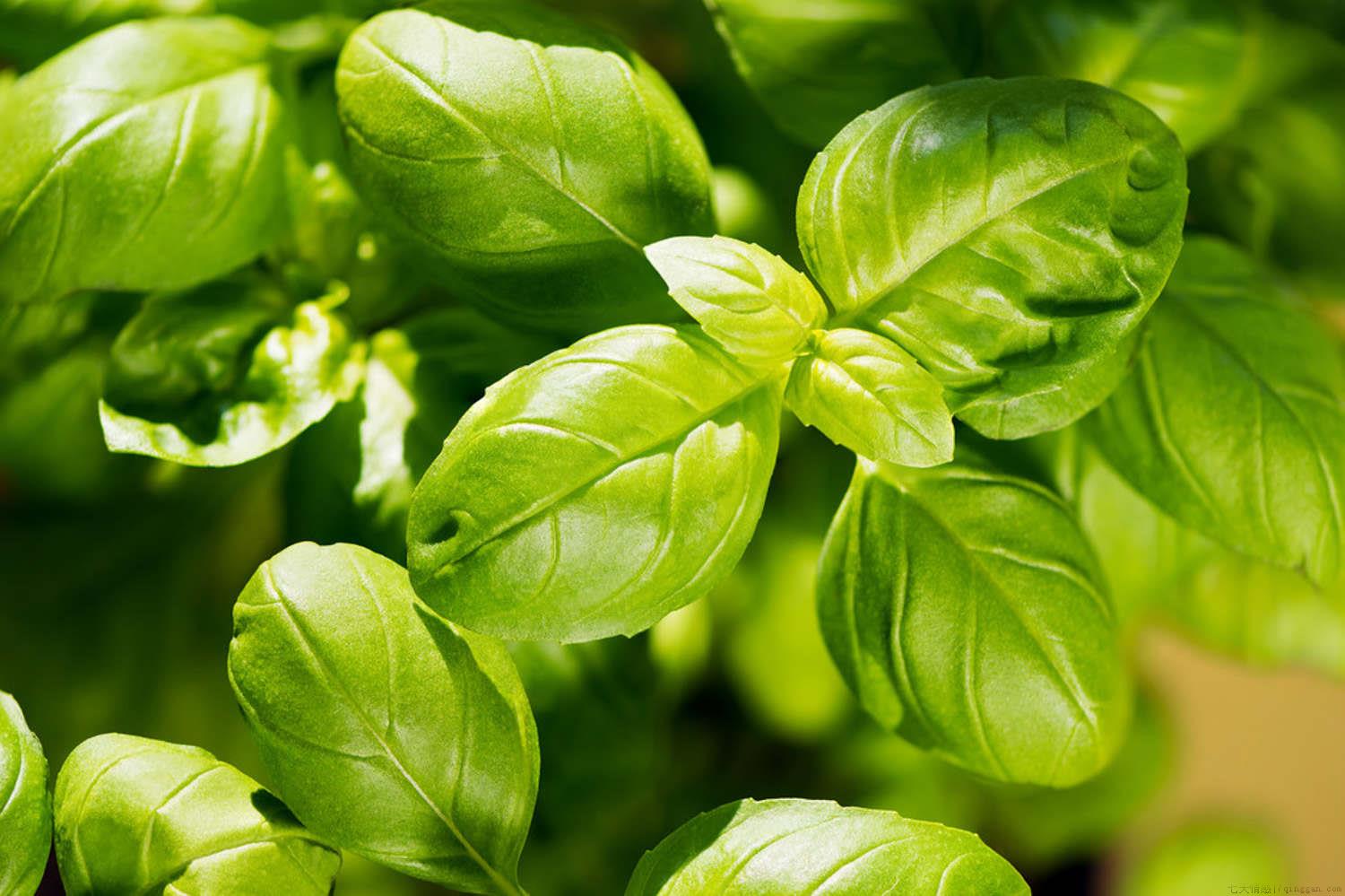 罗勒的种植方法和时间