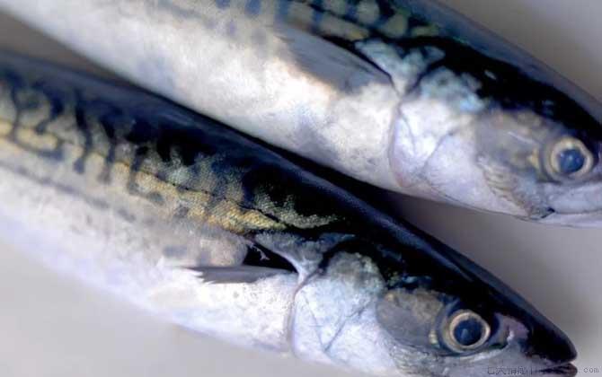 青花鱼是什么鱼