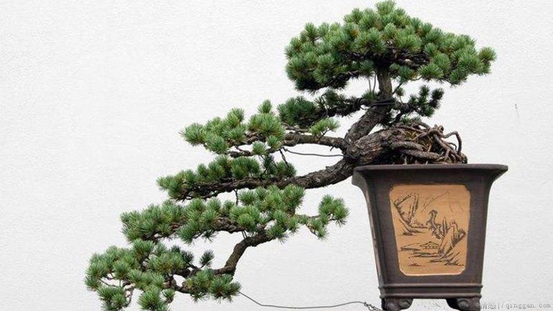 罗汉松的养殖方法和注意事项