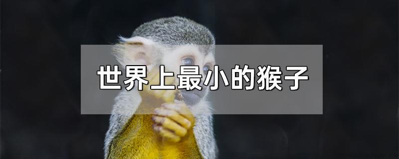 世界上最小的猴子