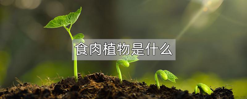 食肉植物是什么