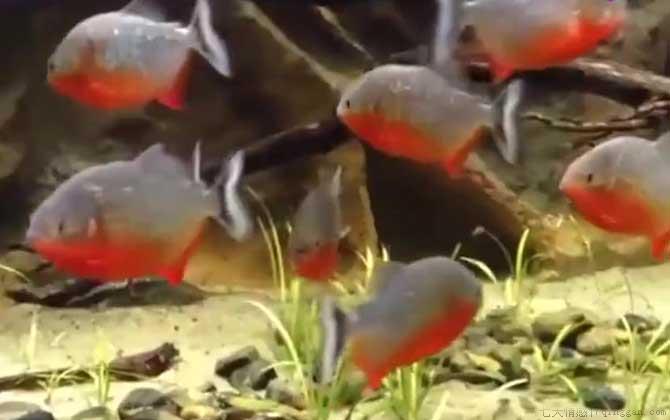 食人鱼是什么鱼