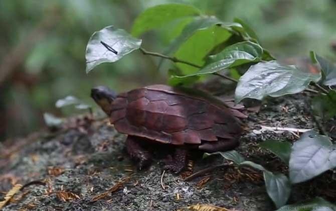 枫叶龟价格多少钱一只