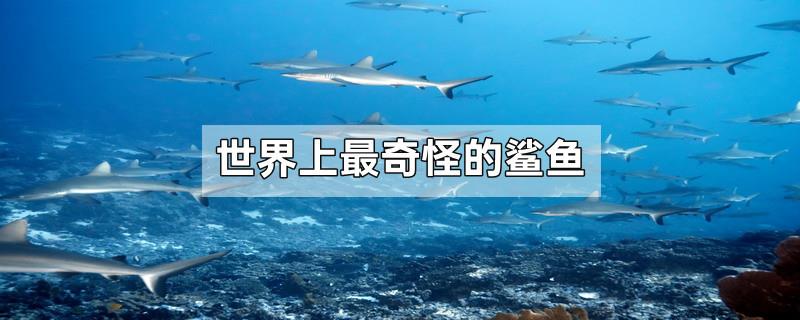 世界上最奇怪的鲨鱼