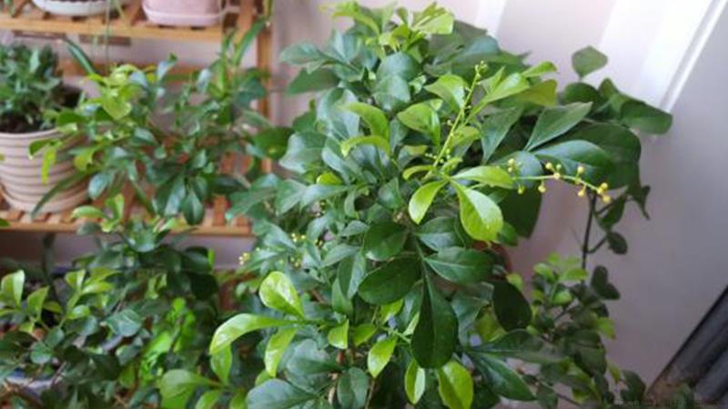 米兰有花苞为啥不开花