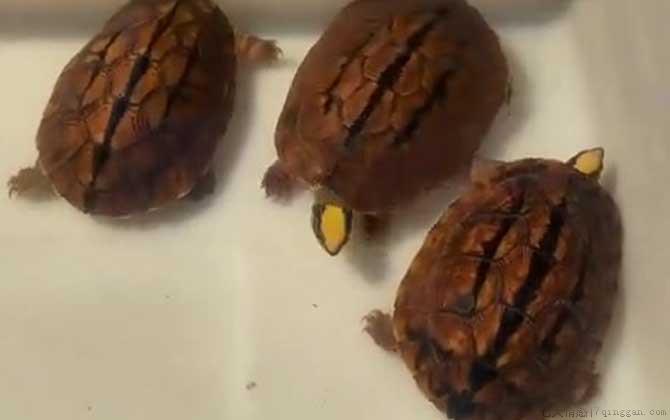 三线闭壳龟是什么龟