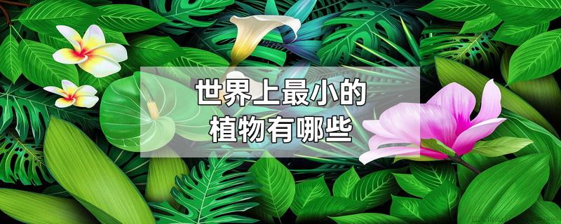 世界上最小的植物有哪些