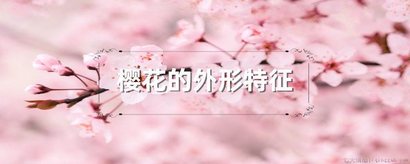 樱花的外形特征