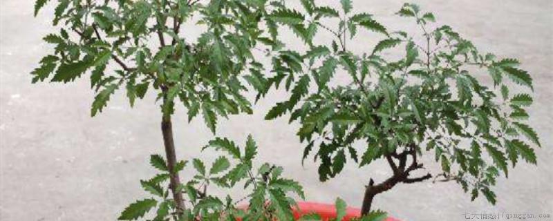 黄荆几月发芽