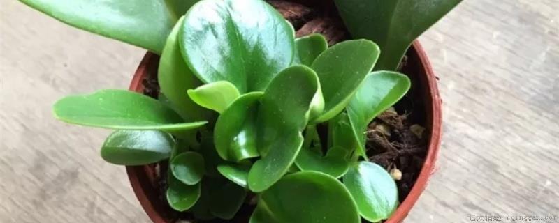 豆瓣绿用深盆还是浅盆