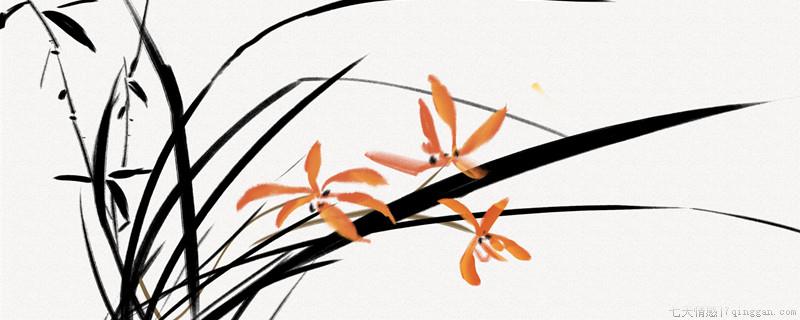 兰花养护管理的方法有哪些