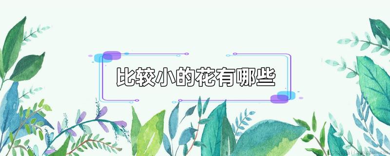 比较小的花有哪些