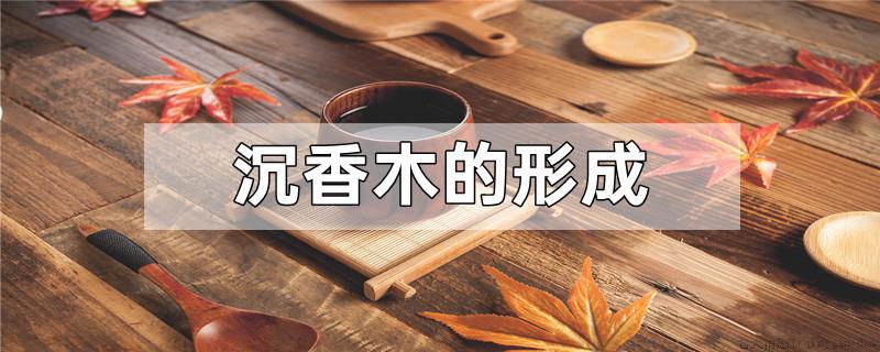 沉香木的形成