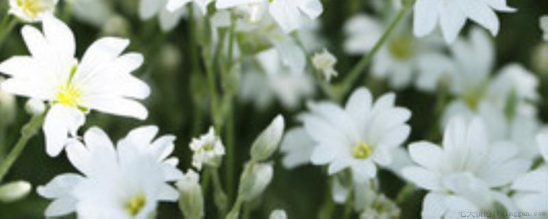 茉莉花花期多久