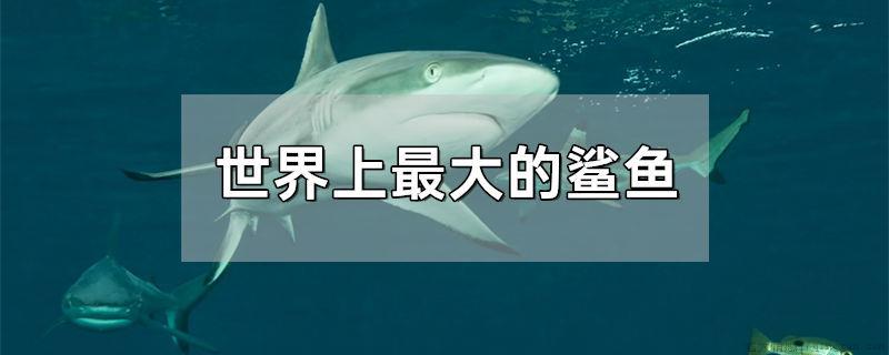 世界上最大的鲨鱼