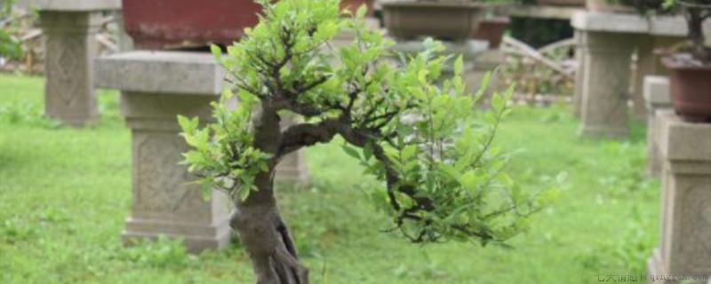 荆疙瘩几月挖可以栽活