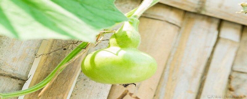 葫芦的种植方法和技术