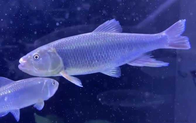 马口鱼吃什么食物