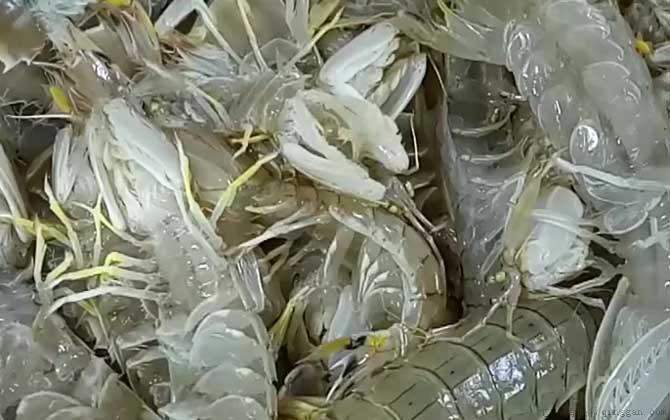 皮皮虾蒸几分钟最好