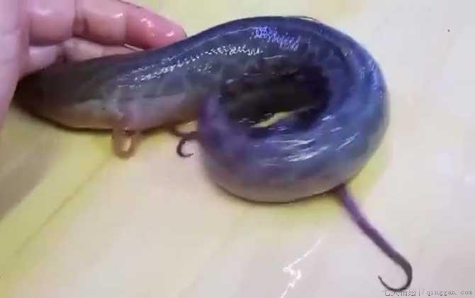 维多利亚肺鱼是什么鱼