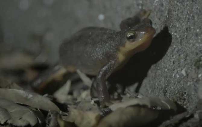 蝾螈有毒吗