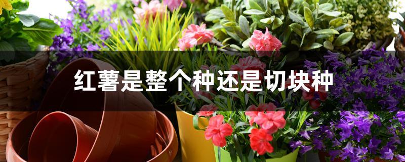 红薯是整个种还是切块种