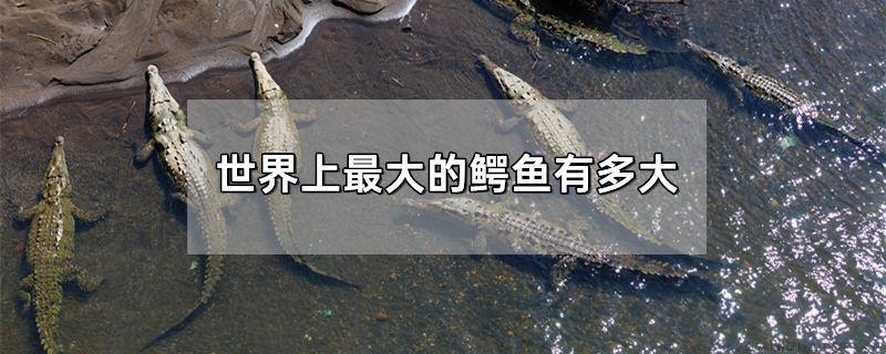 世界上最大的鳄鱼有多大