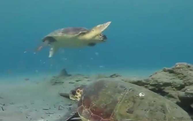 海龟是什么动物